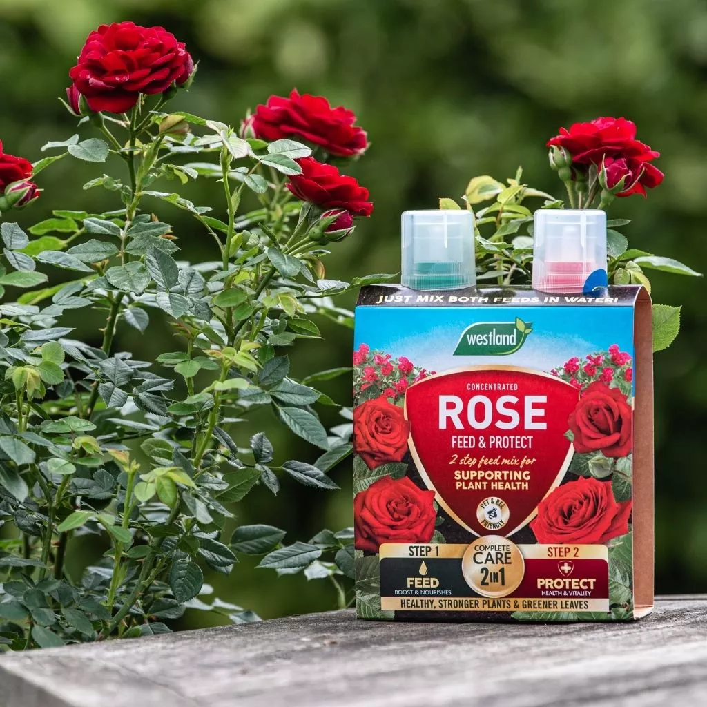 Westland Rose 2 in 1 Feed and Protect 2 x 500ml - Image 3