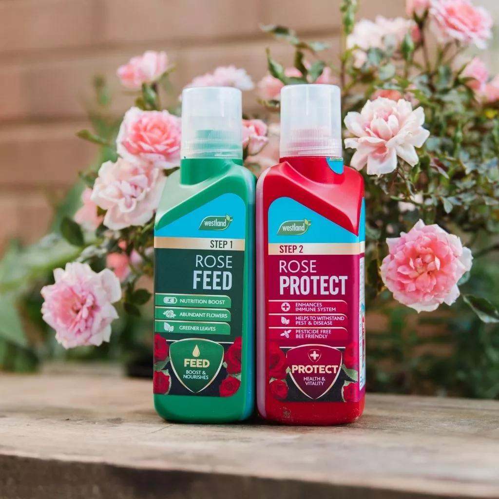 Westland Rose 2 in 1 Feed and Protect 2 x 500ml - Image 4