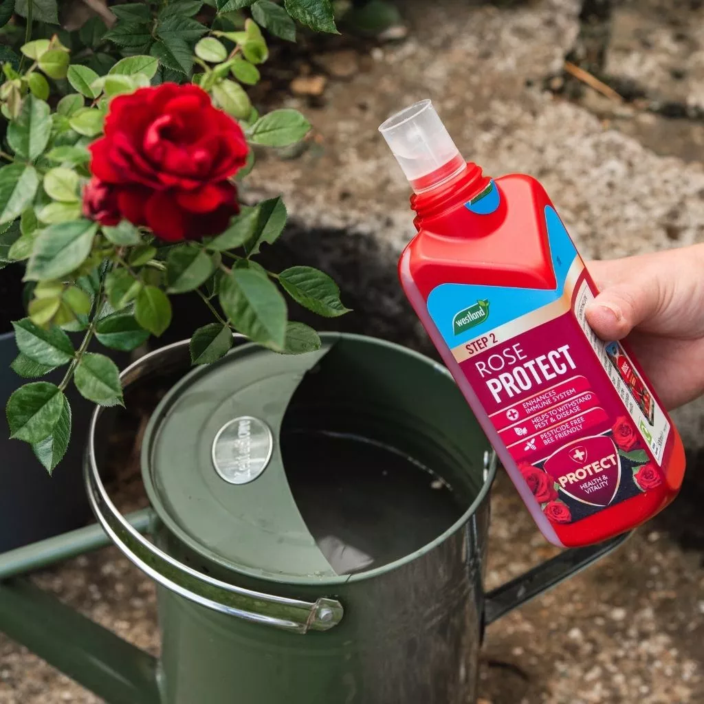 Westland Rose 2 in 1 Feed and Protect 2 x 500ml - Image 5