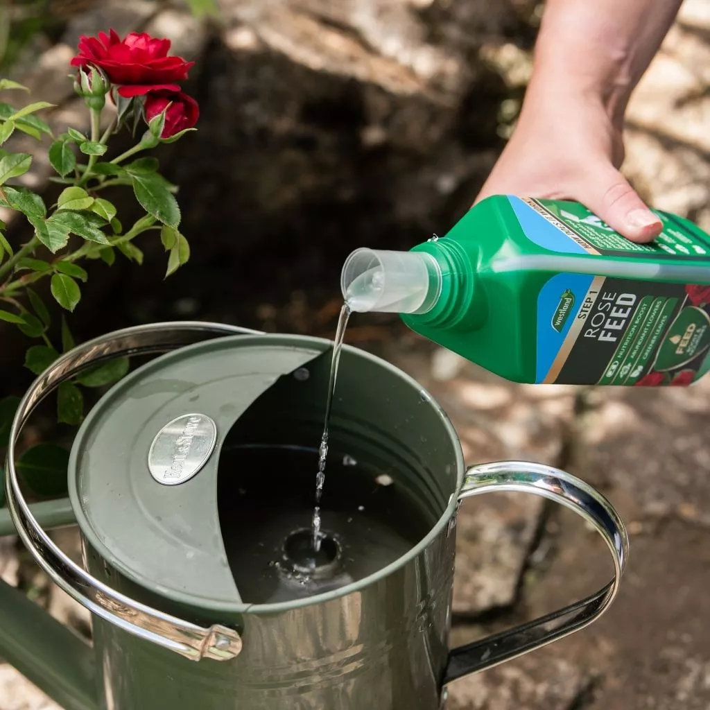 Westland Rose 2 in 1 Feed and Protect 2 x 500ml - Image 6