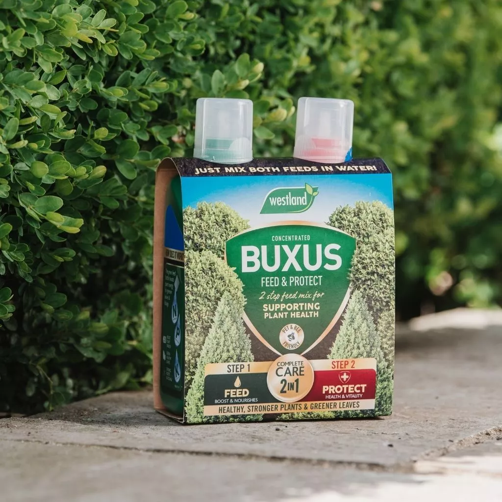 Westland Buxus 2 in 1 Feed and Protect 2 x 500ml - Image 3