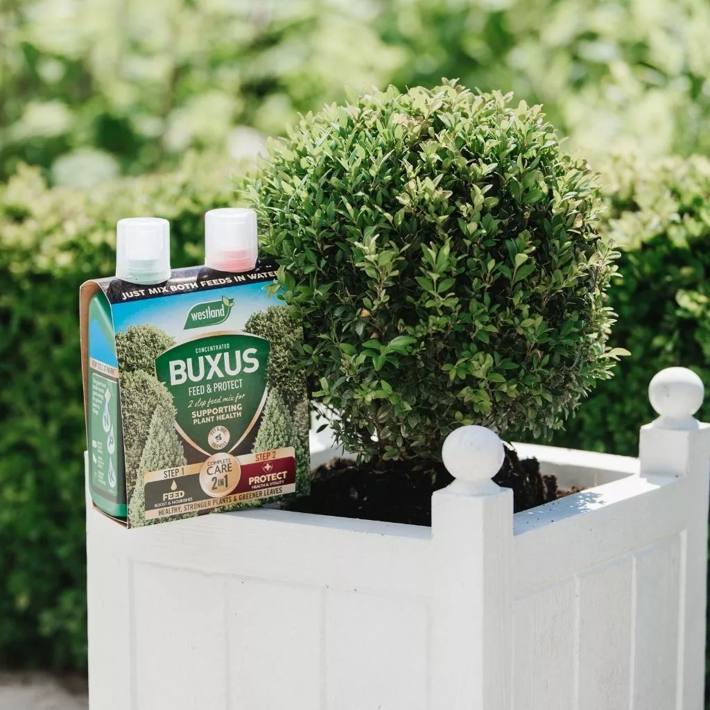 Westland Buxus 2 in 1 Feed and Protect 2 x 500ml - Image 4