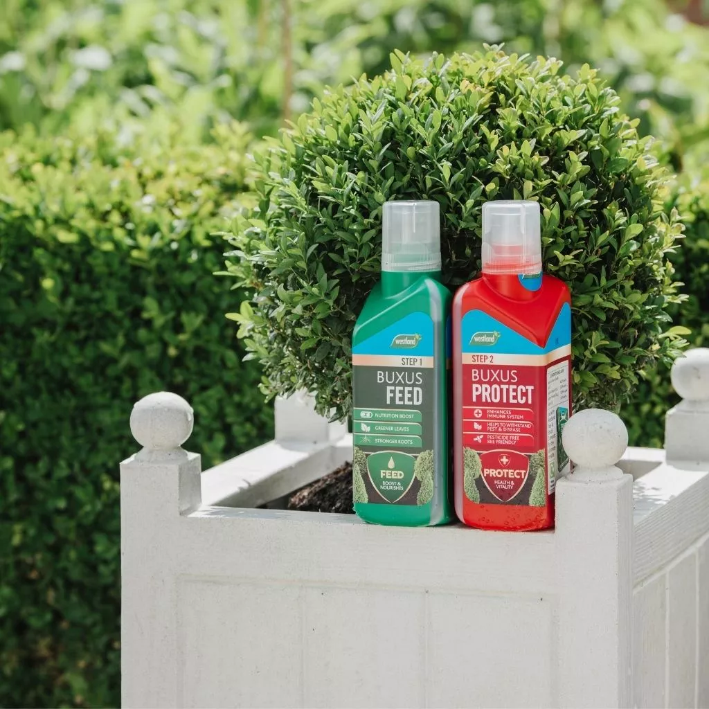 Westland Buxus 2 in 1 Feed and Protect 2 x 500ml - Image 5