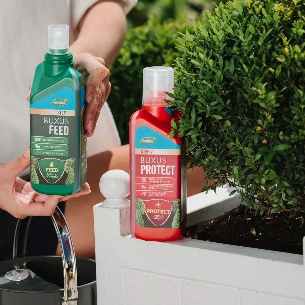 Westland Buxus 2 in 1 Feed and Protect 2 x 500ml - Image 6