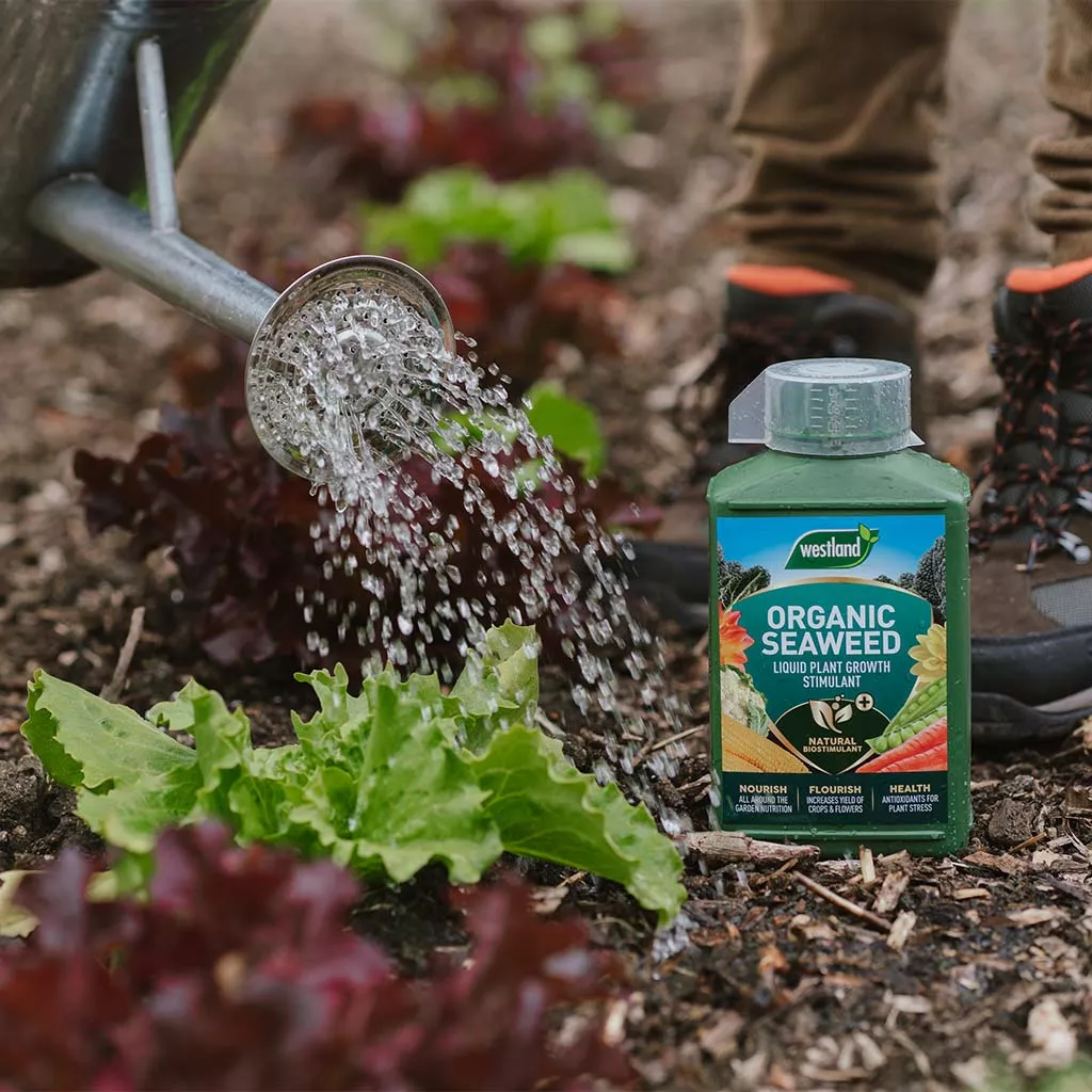 Westland Organic Seaweed Liquid Plant Growth Stimulant 1L - Image 5