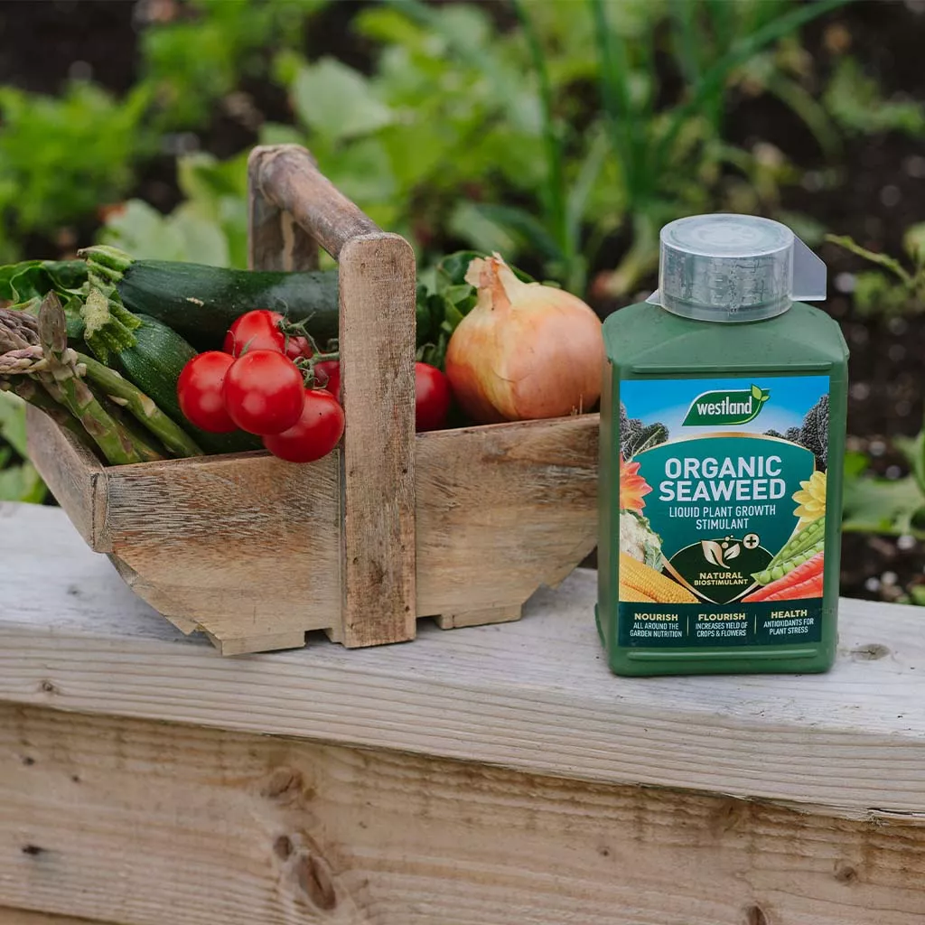 Westland Organic Seaweed Liquid Plant Growth Stimulant 1L - Image 7