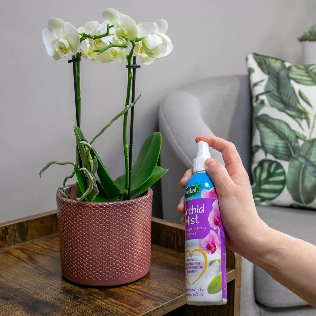Westland Orchid Mist 250ml - Image 2