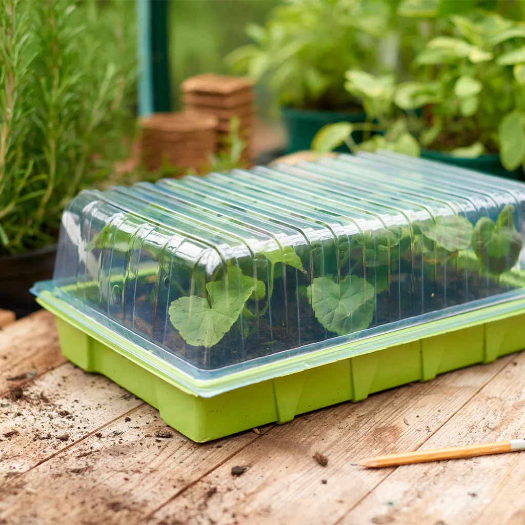 Westland Standard Seed Tray Lid - Image 3