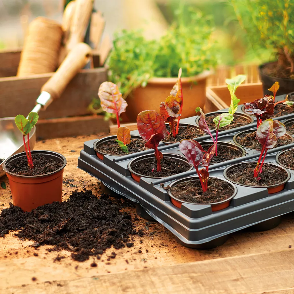 Gro-Sure Growing Tray with 18 Round Pots - Image 3