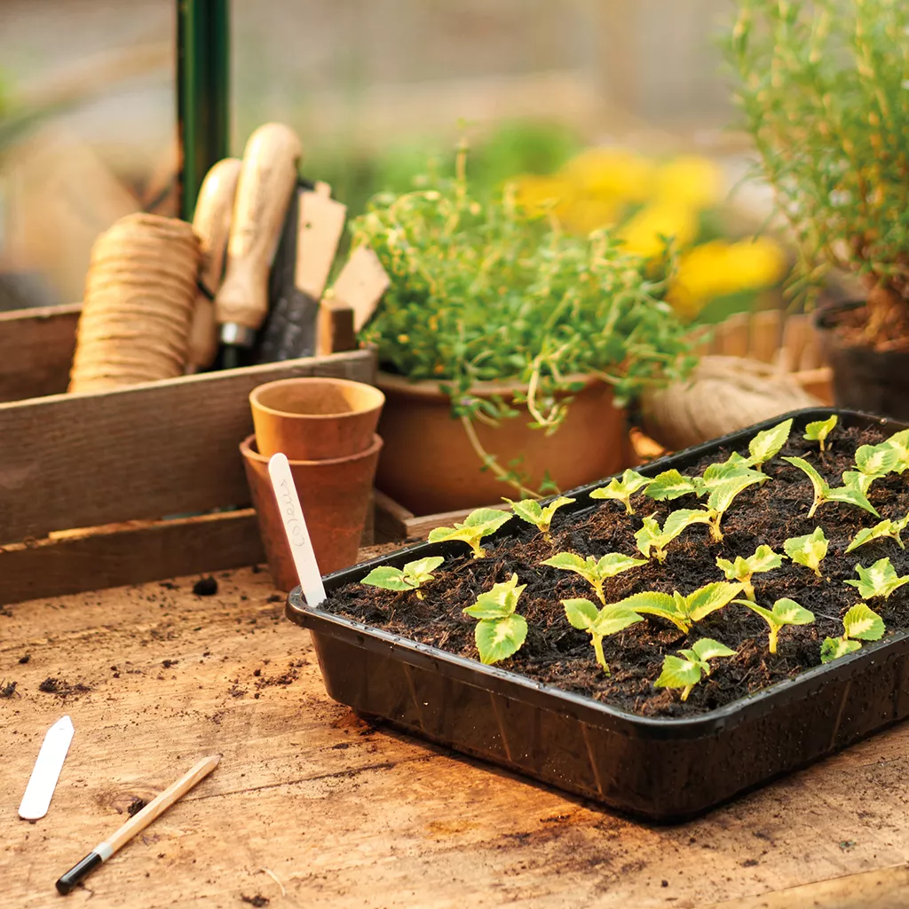 Gro-Sure Rigid Seed Tray 42 x 24.5cm - Image 2