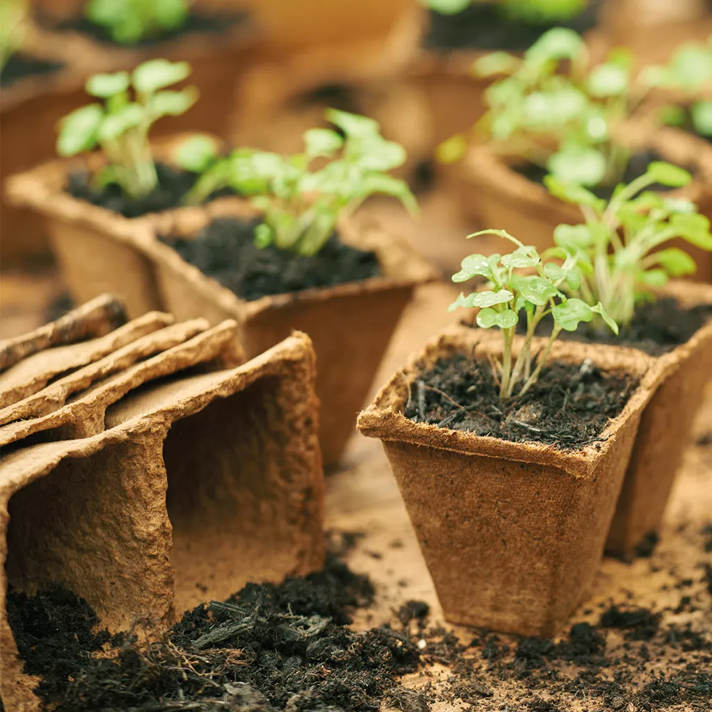 Gro-Sure Fibre Pots Square 6cm 80pk - Image 2