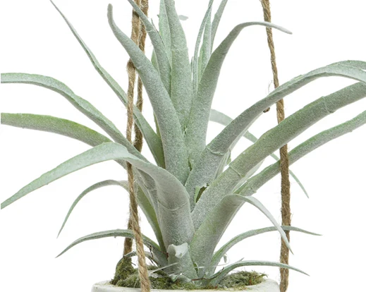 Hanging Succulent Plant In Pot  - Assorted - Image 3