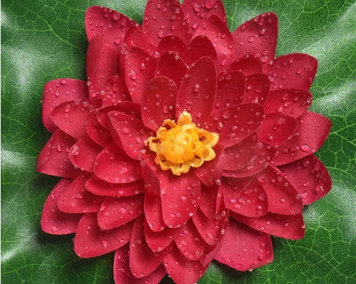 Artificial Lotus Flower with Water Drop - Image 4