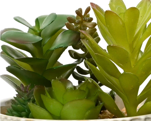 Faux Succulent Plant (20x12.5cm) - Image 3