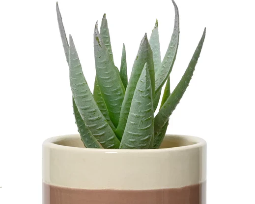 Artificial Succulent In Ceramic Pot (12x6cm) - Image 3