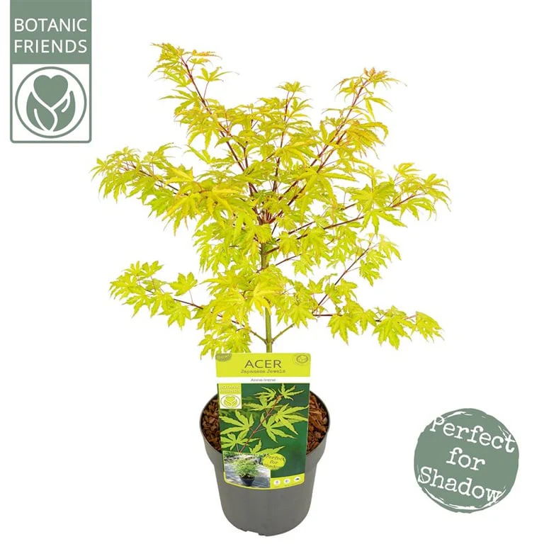 Acer palmatum 'Anne Irene' | Japanese Maple 3 litre