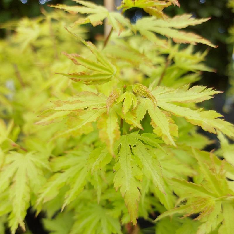 Acer palmatum 'Anne Irene' | Japanese Maple 3 litre - Image 2