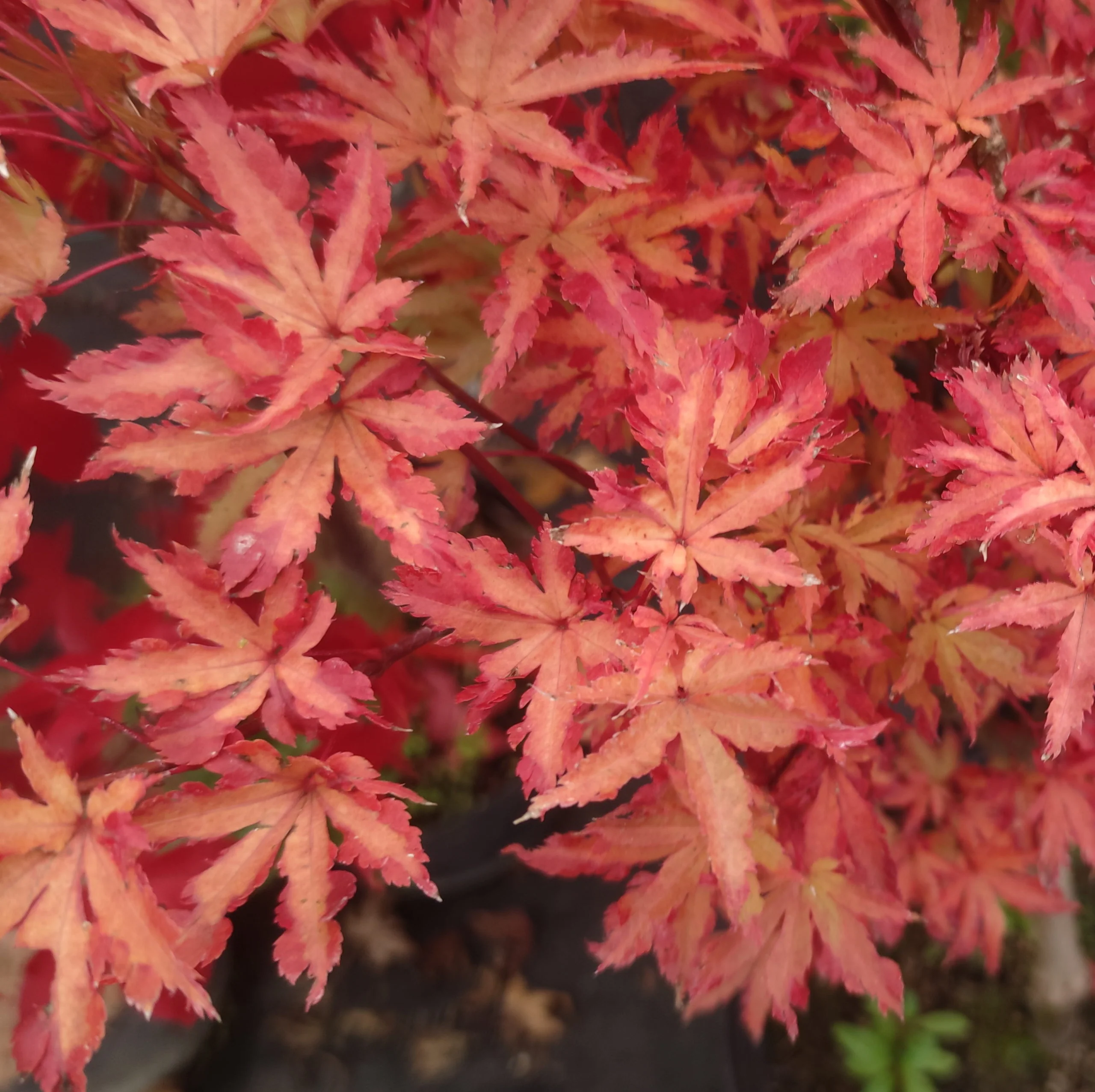 Acer palmatum 'Anne Irene' | Japanese Maple 3 litre - Image 3