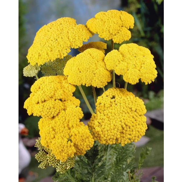 Achillea Filipendulina | 'Cloth of Gold' Yarrow (2 Litre)