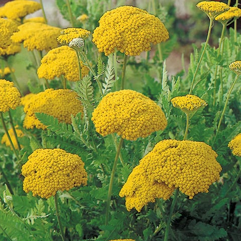 Achillea Filipendulina | 'Cloth of Gold' Yarrow (2 Litre) - Image 2