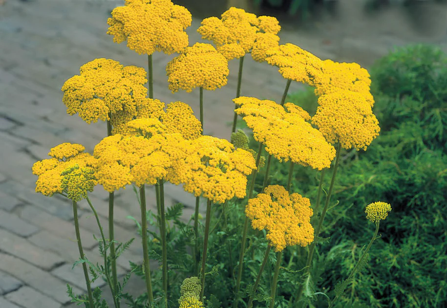 Achillea Filipendulina | 'Cloth of Gold' Yarrow (2 Litre) - Image 3