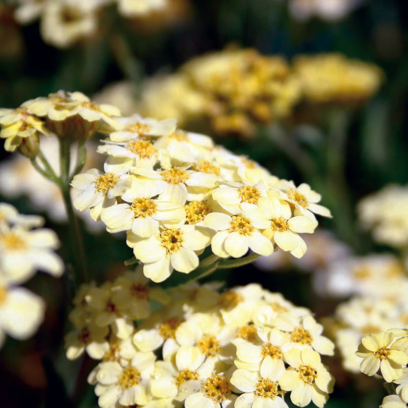 Achillea King Alfred 2L