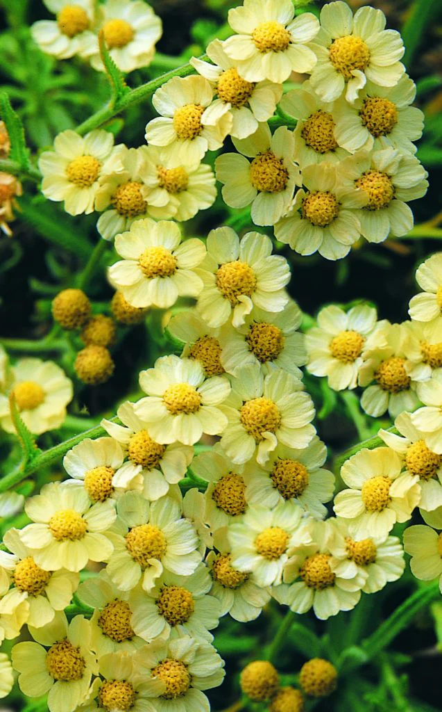 Achillea King Alfred 2L - Image 2