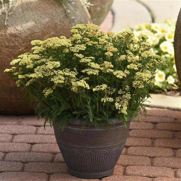 Achillea King Alfred 2L - Image 3