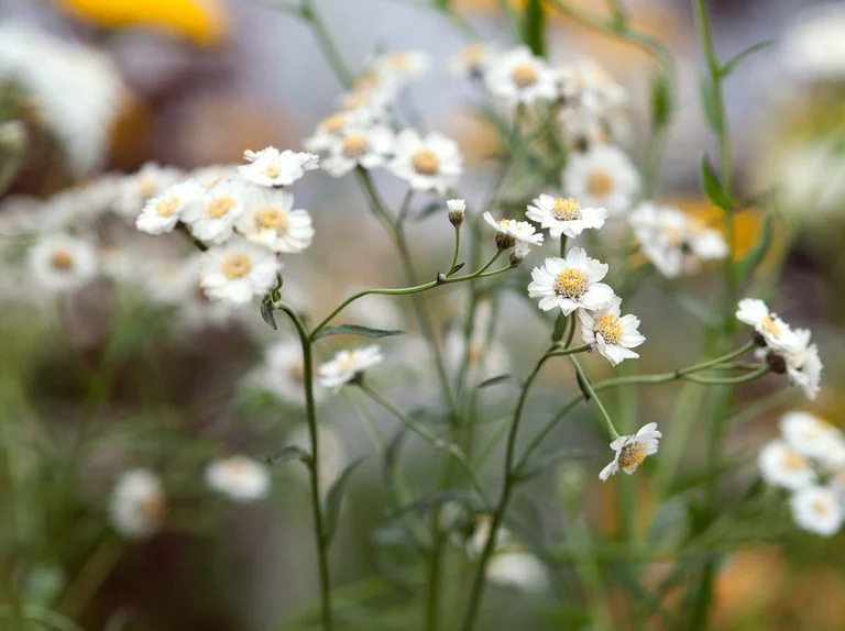 Achillea ptarmica P9
