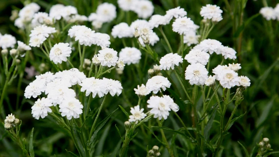 Achillea ptarmica P9 - Image 2
