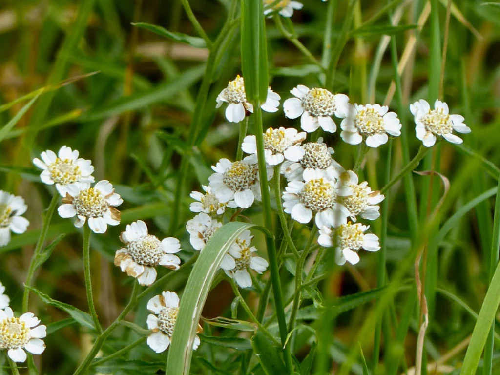 Achillea ptarmica P9 - Image 3