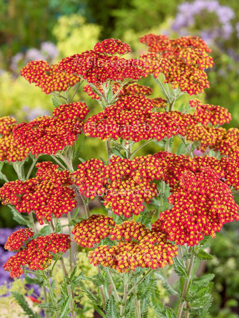 Achillea 'Safran' 2L