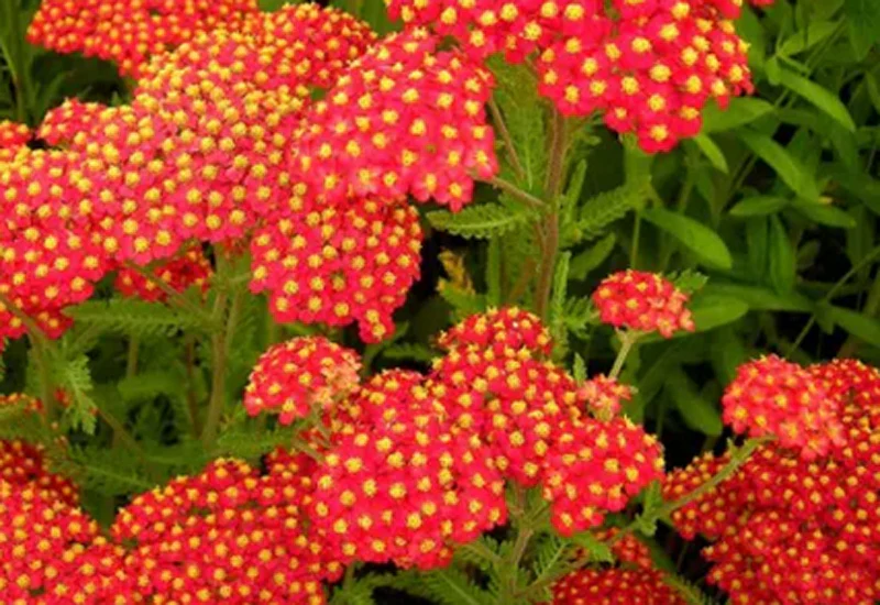 Achillea 'Safran' 2L - Image 2