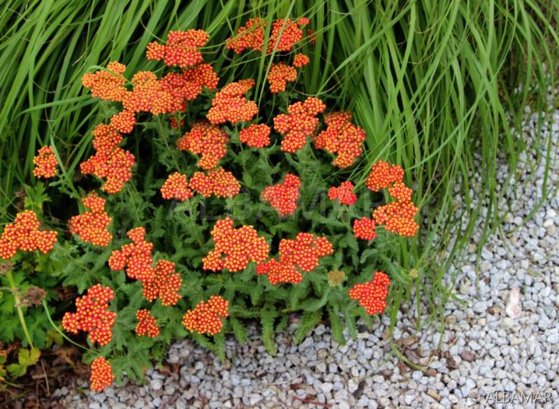Achillea 'Safran' 2L - Image 3