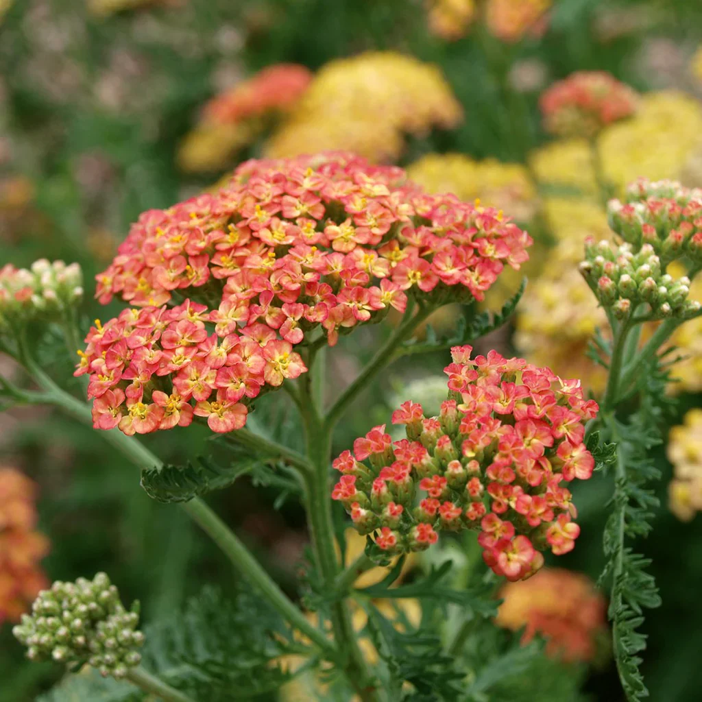 Achillea 'Terracotta' 2 Litre - Image 3