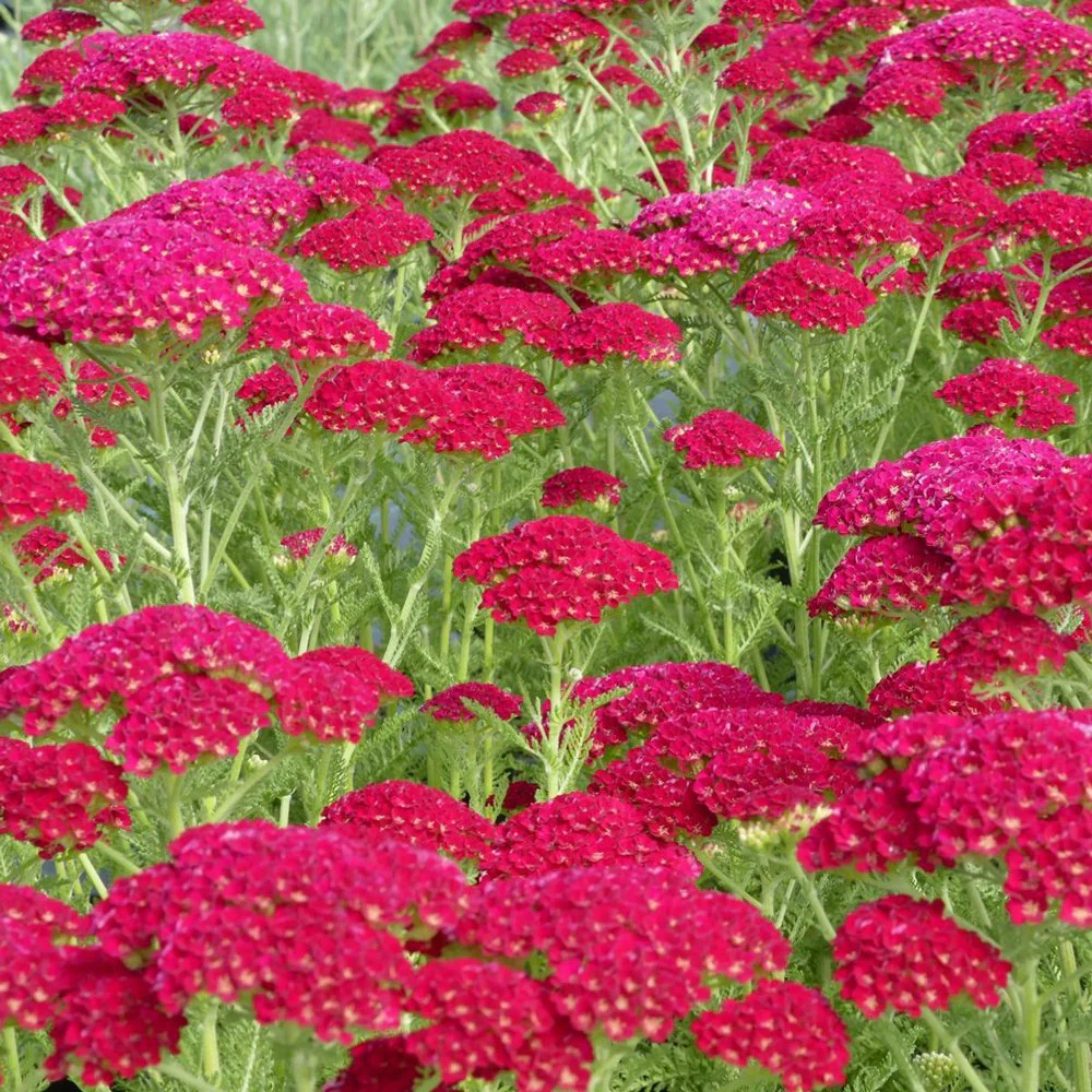 Achillea Tutti Pomegranate | Yarrow