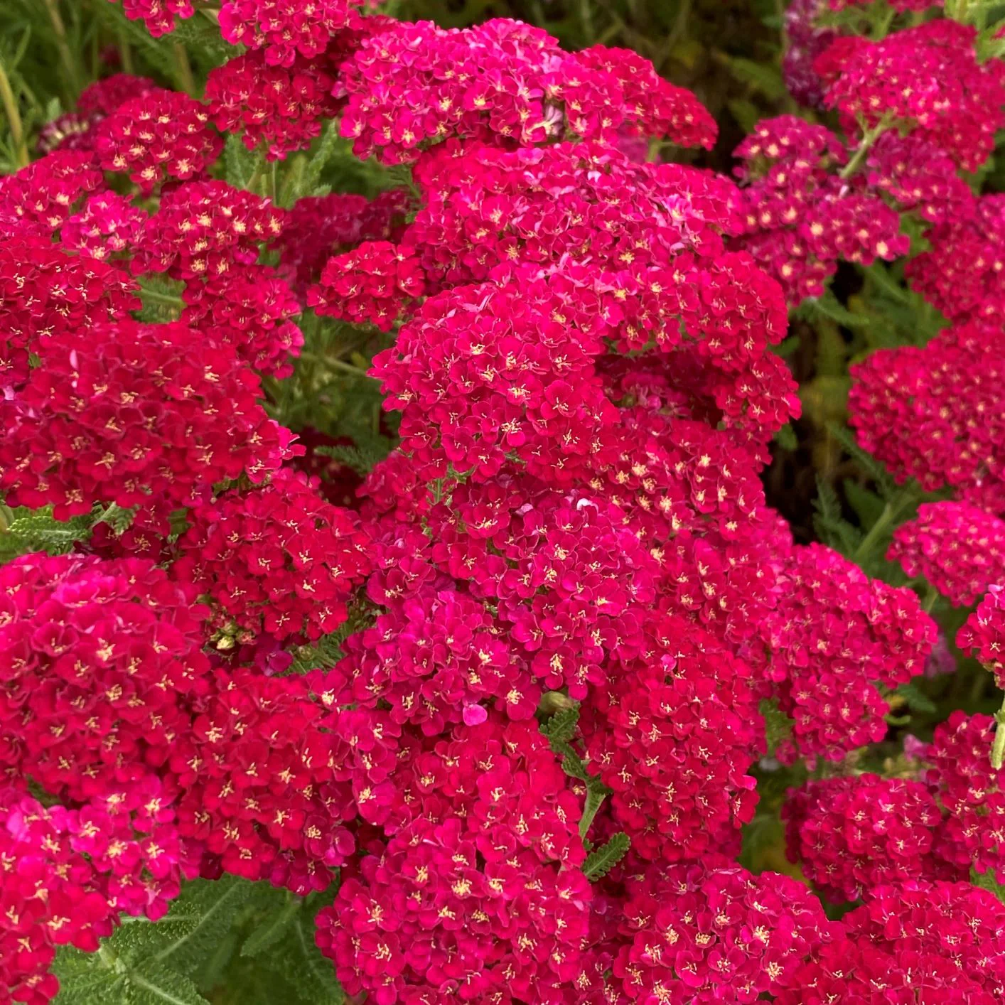 Achillea Tutti Pomegranate | Yarrow - Image 2