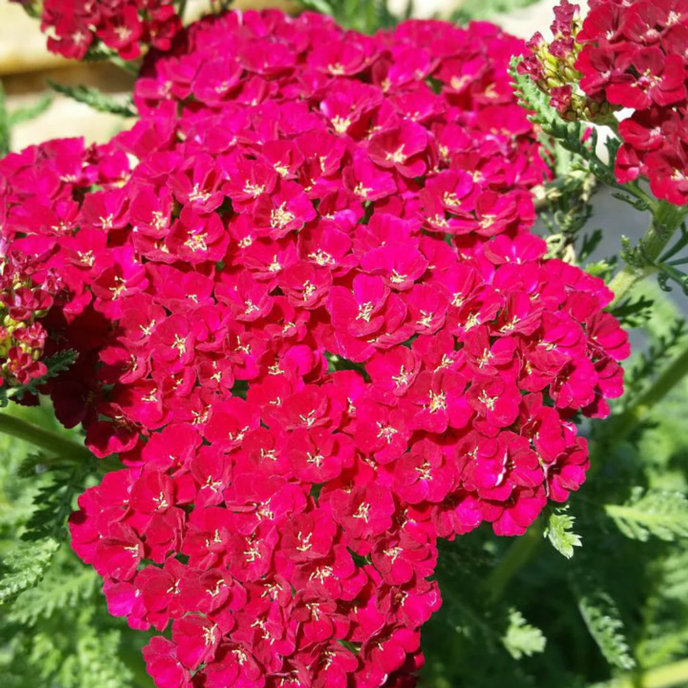 Achillea Tutti 'Saucy Seduction' | Yarrow (2 Litres)