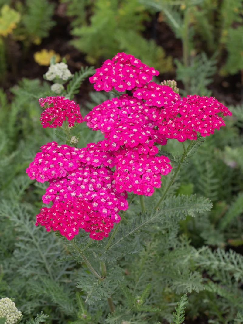 Achillea Tutti 'Saucy Seduction' | Yarrow (2 Litres) - Image 2