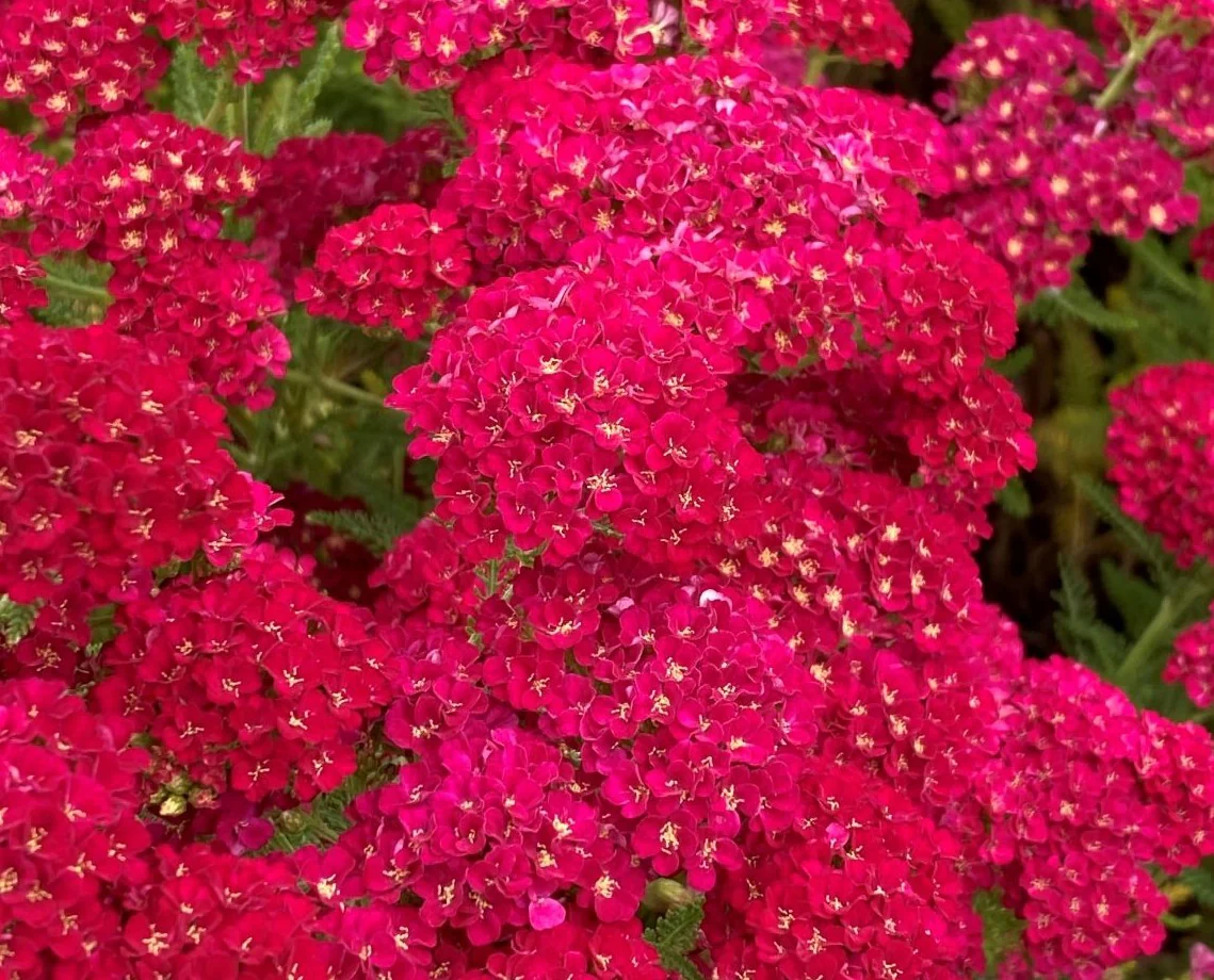 Achillea Tutti 'Saucy Seduction' | Yarrow (2 Litres) - Image 3