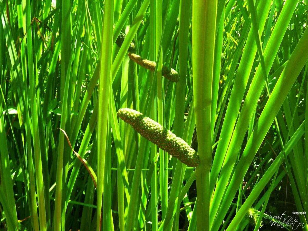 Acorus Calamus | Sweet Flag P9