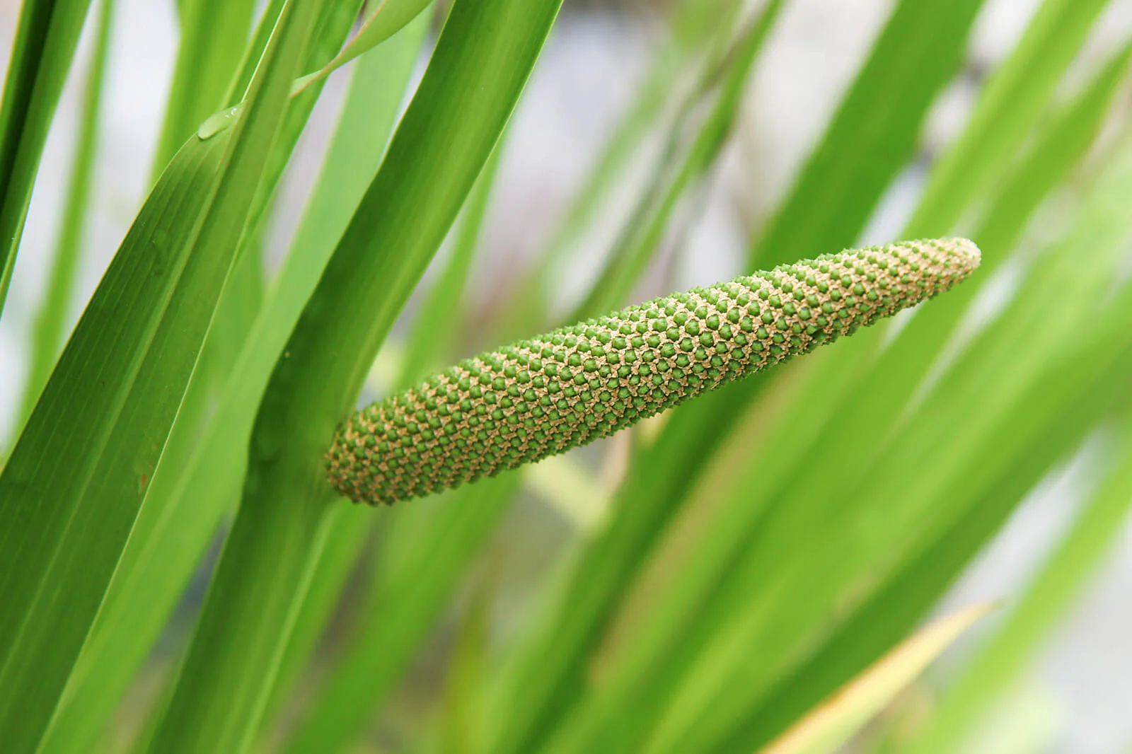 Acorus Calamus | Sweet Flag P9 - Image 2