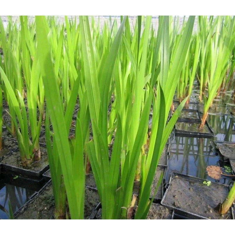 Acorus Calamus | Sweet Flag P9 - Image 3