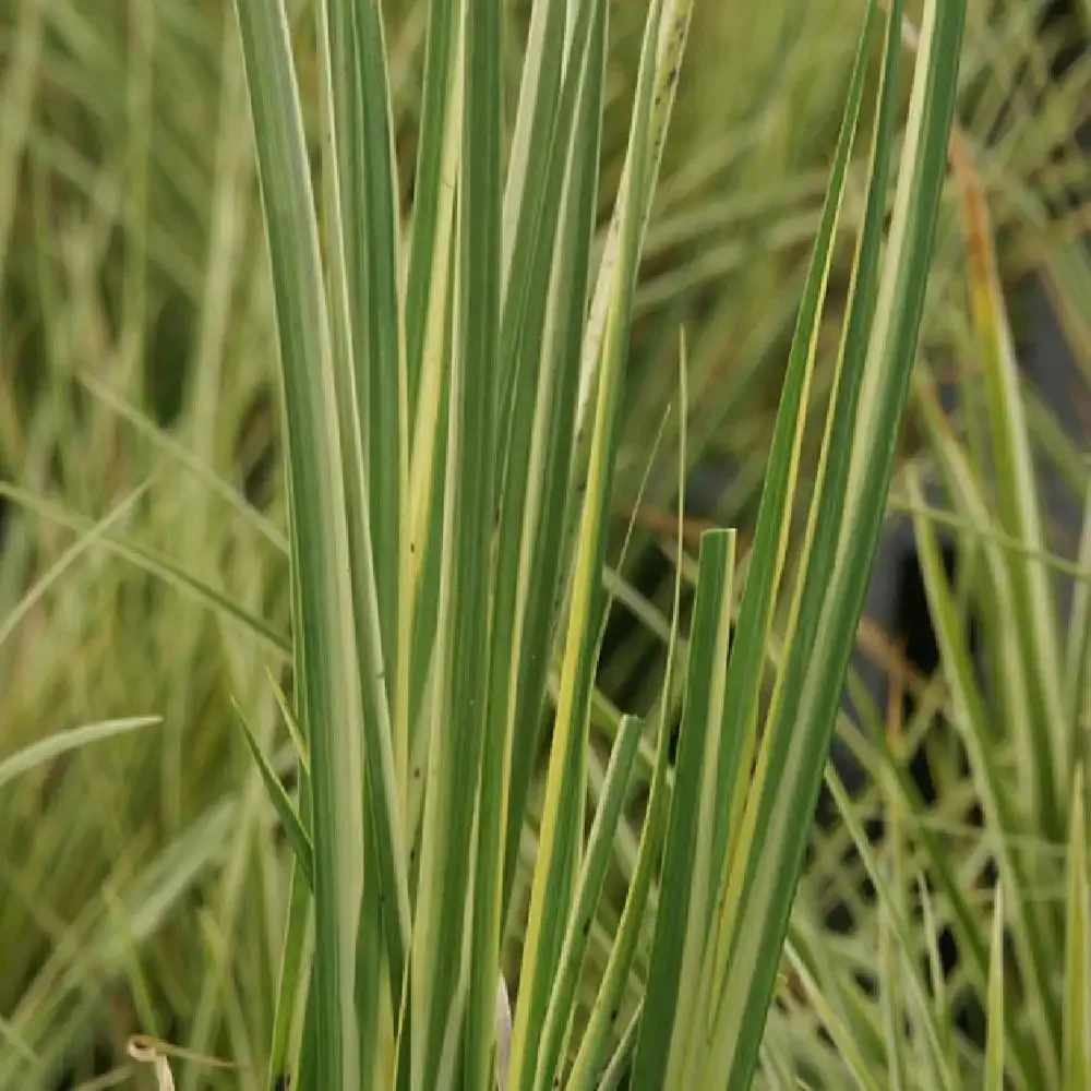 Acorus gram. 'Argenteostriatus' / P9