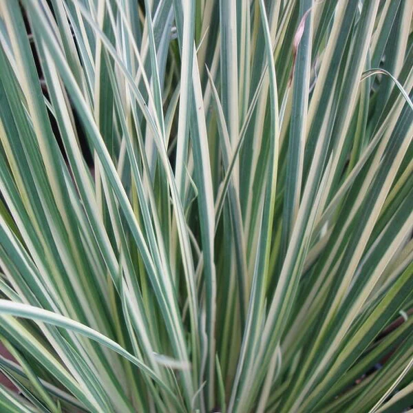 Acorus gram. 'Argenteostriatus' / P9 - Image 2