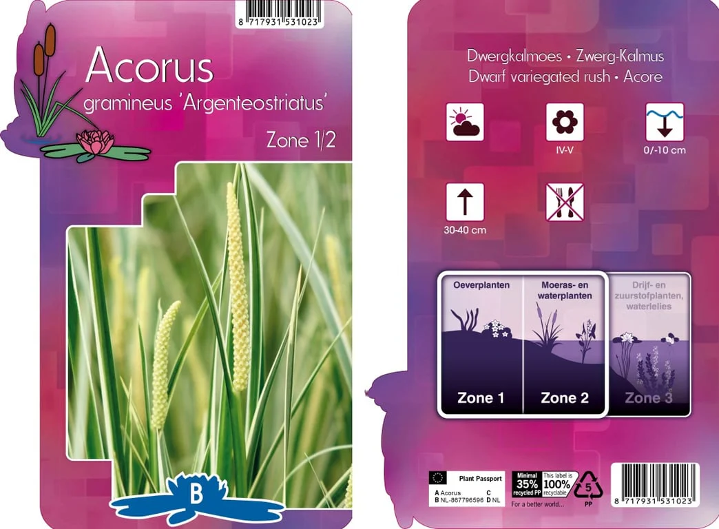 Acorus gram. 'Argenteostriatus' / P9 - Image 3