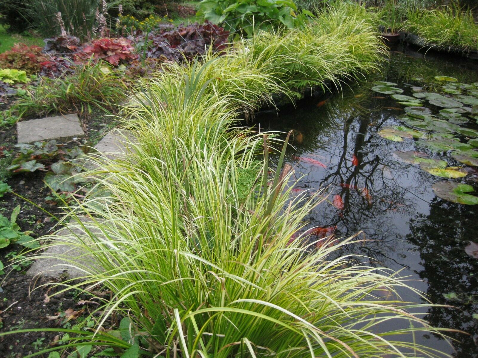 Acorus gramineus 'Ogon' P9