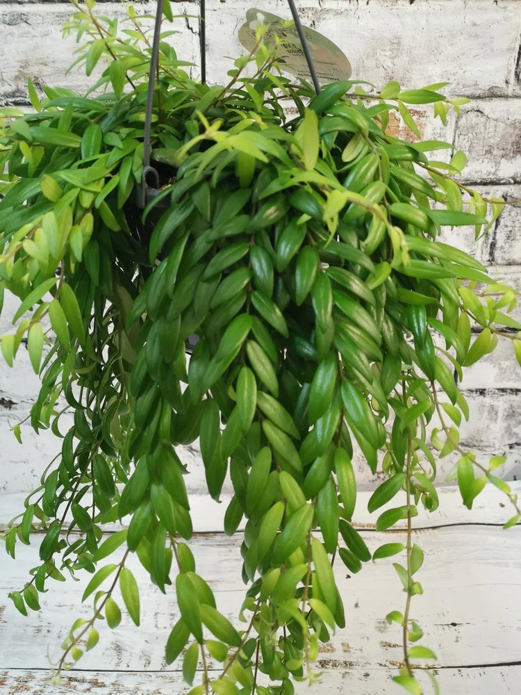 Aeschynanthus 'Japhrolepis' | Lipstick Plant (P18 Hanging Pot) - Image 2