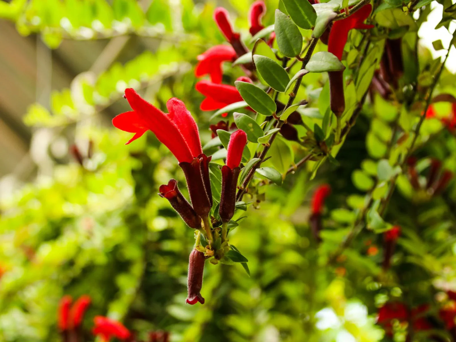 Aeschynanthus 'Japhrolepis' | Lipstick Plant (P18 Hanging Pot) - Image 3