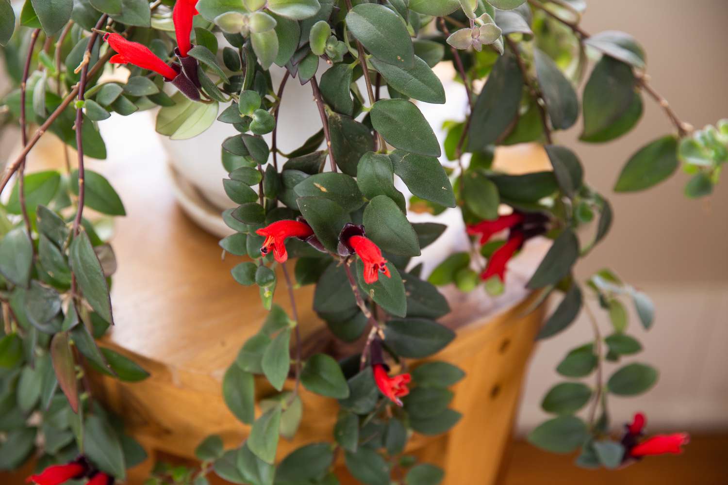 Aeschynanthus 'Japhrolepis' | Lipstick Plant (P18 Hanging Pot) - Image 4
